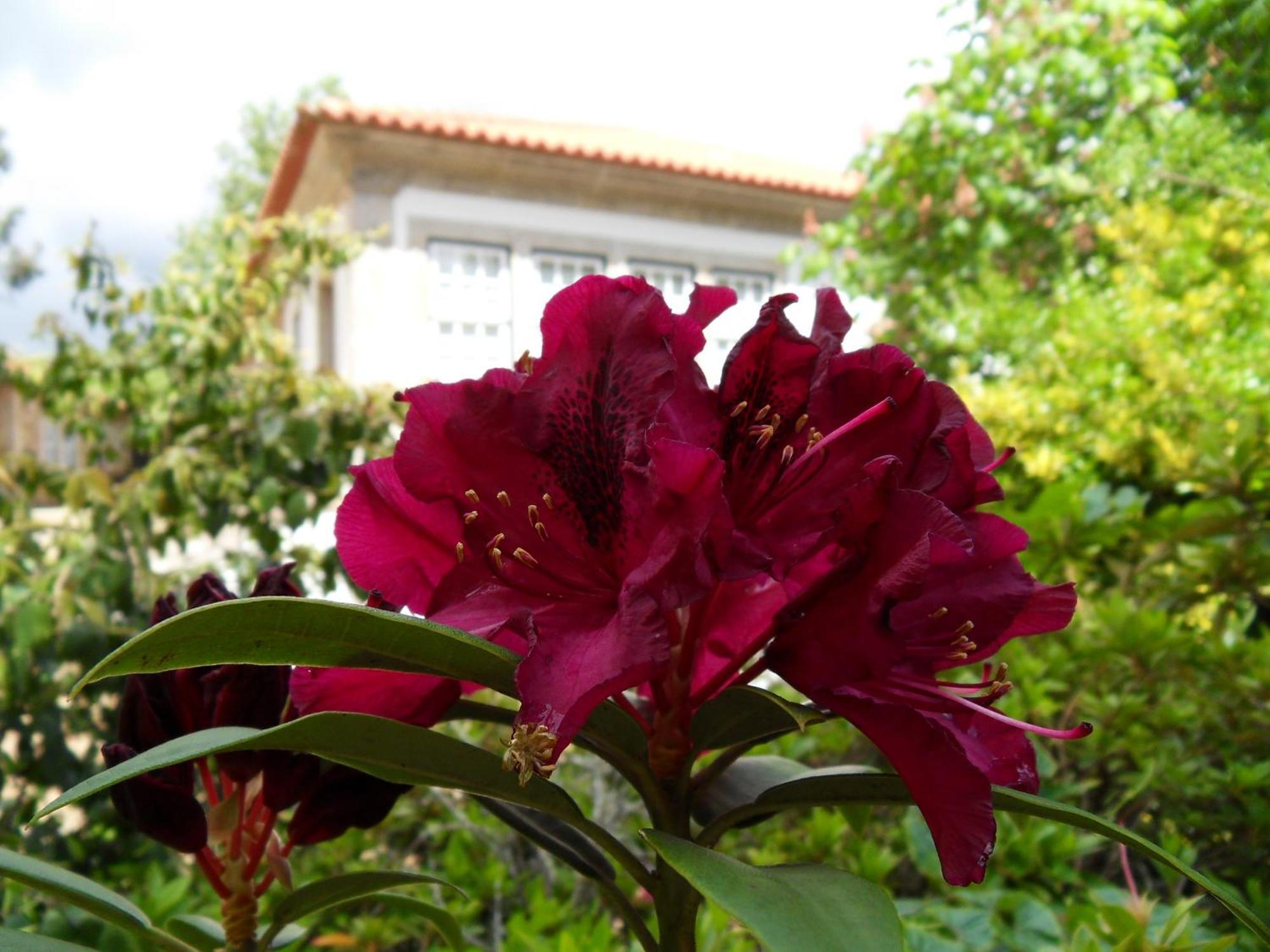 Quinta Do Bento Novo - Casa De Campo - Turismo Rural Viana do Castelo Dış mekan fotoğraf